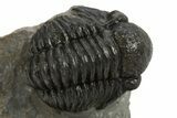 Detailed Gerastos Trilobite Fossil - Morocco #310565-1